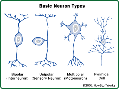 Detail Gambar Neuron Beserta Fungsinya Nomer 46