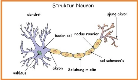 Detail Gambar Neuron Beserta Fungsinya Nomer 5