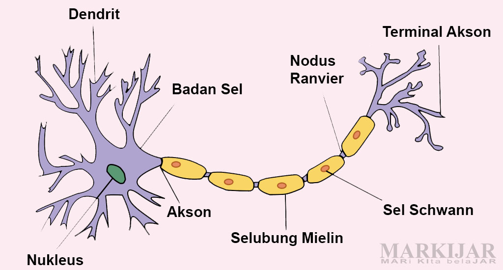 Detail Gambar Neuron Beserta Keterangannya Nomer 9