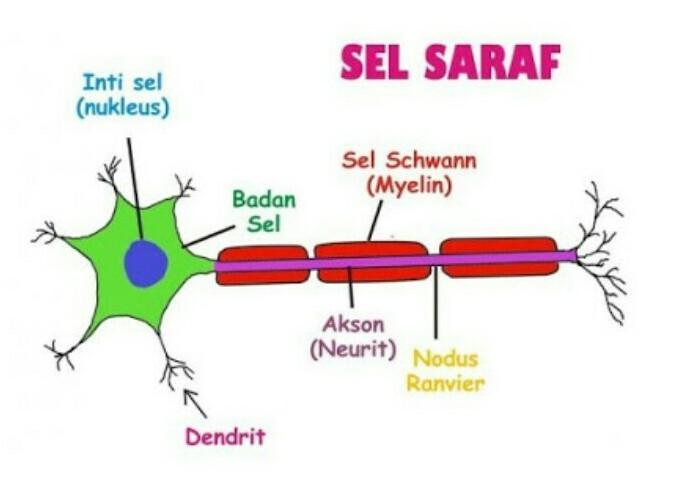 Detail Gambar Neuron Beserta Keterangannya Nomer 11