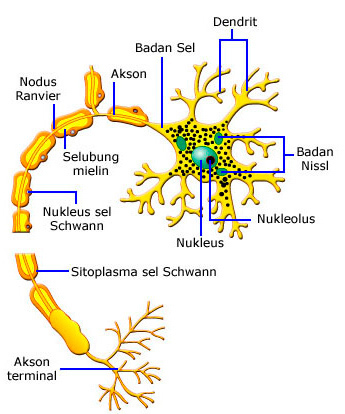 Detail Gambar Neuron Beserta Keterangannya Nomer 15