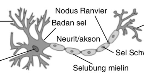 Detail Gambar Neuron Beserta Keterangannya Nomer 17