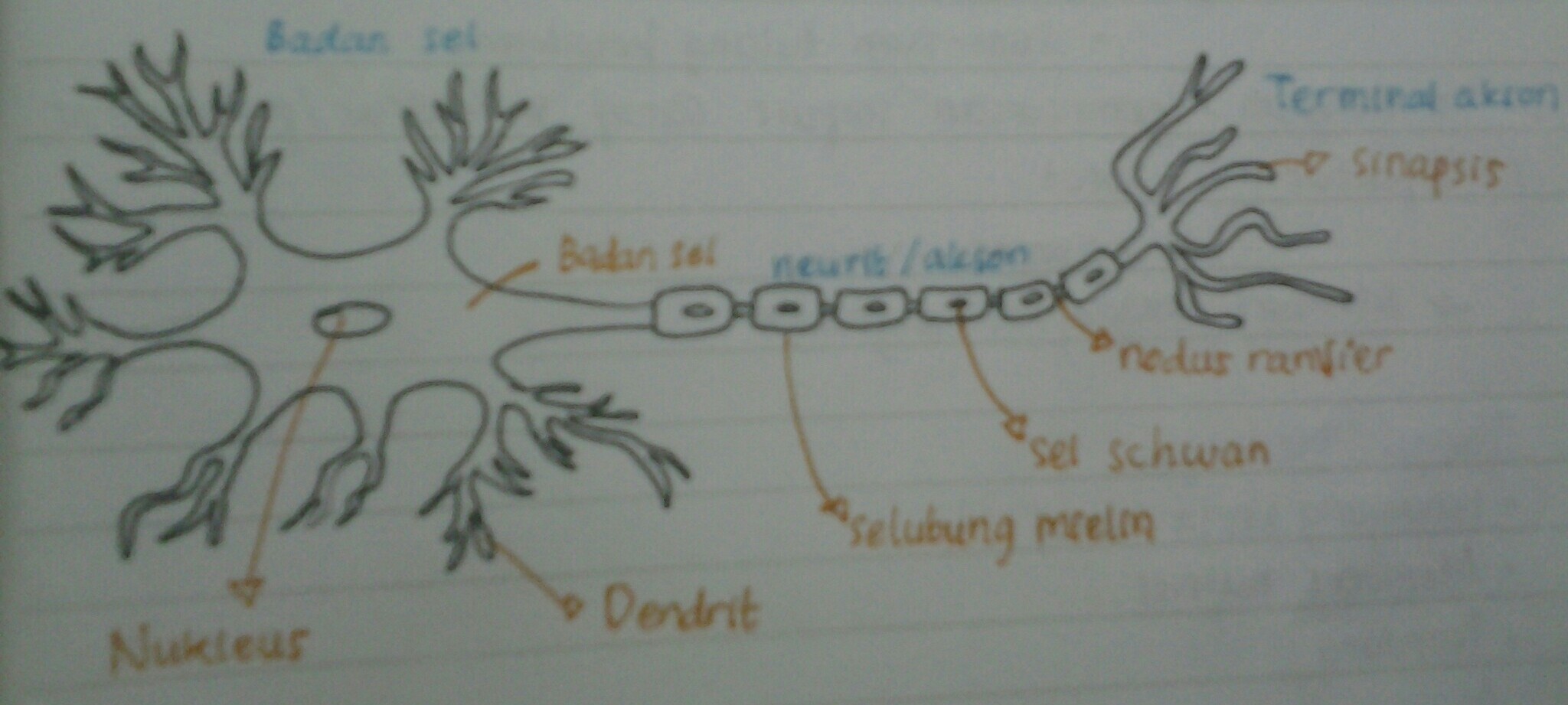 Detail Gambar Neuron Beserta Keterangannya Nomer 25