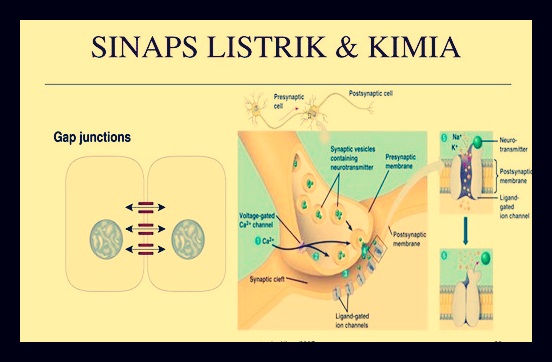 Detail Gambar Neuron Beserta Keterangannya Nomer 38