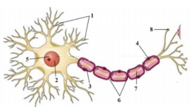 Detail Gambar Neuron Beserta Keterangannya Nomer 6