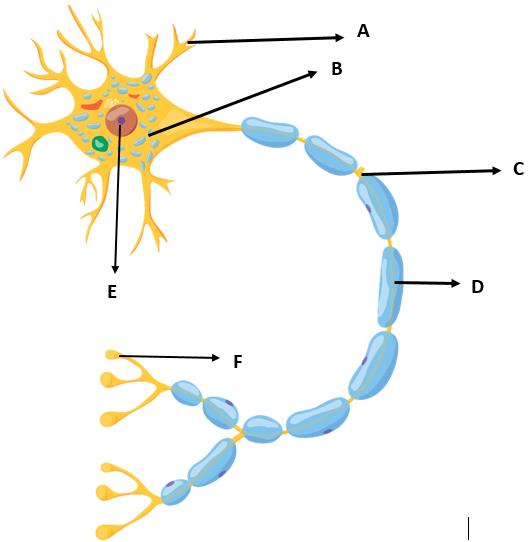 Detail Gambar Neuron Beserta Keterangannya Nomer 39