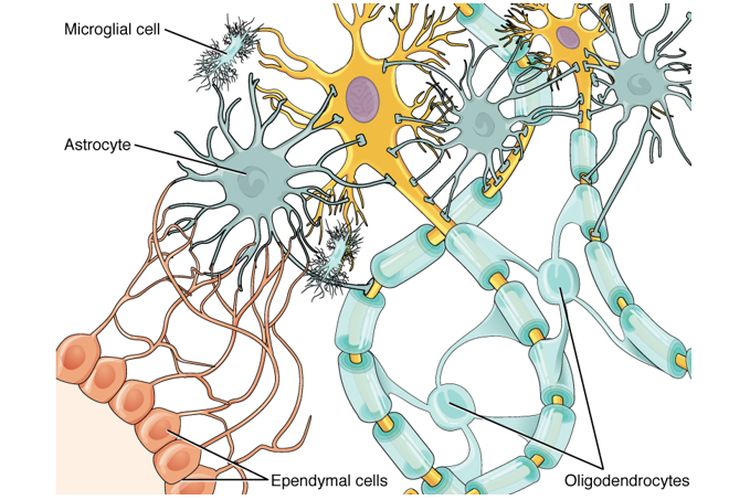 Detail Gambar Neuron Beserta Keterangannya Nomer 44