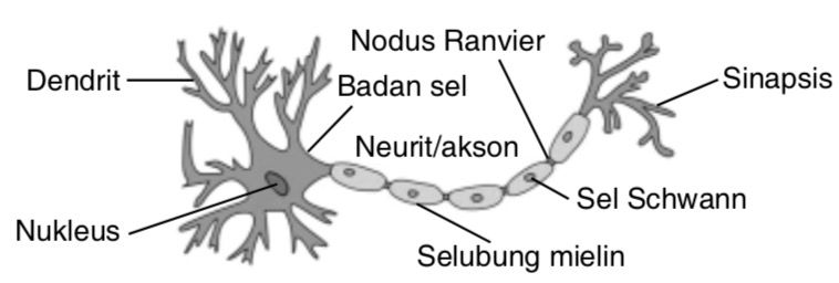 Detail Gambar Neuron Beserta Keterangannya Nomer 8