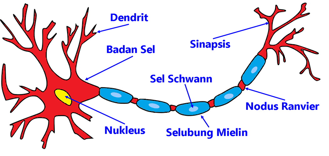 Gambar Neuron Dan Penjelasanya - KibrisPDR