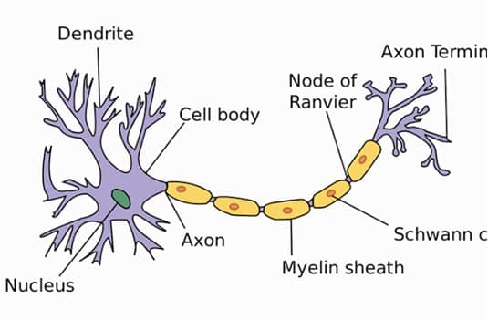 Detail Gambar Neuron Dan Penjelasanya Nomer 10