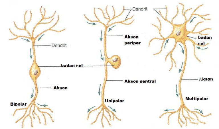 Detail Gambar Neuron Dan Penjelasanya Nomer 12