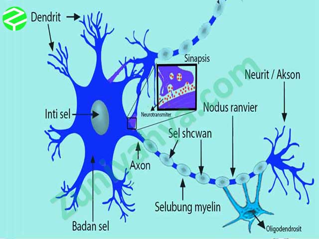 Detail Gambar Neuron Dan Penjelasanya Nomer 17