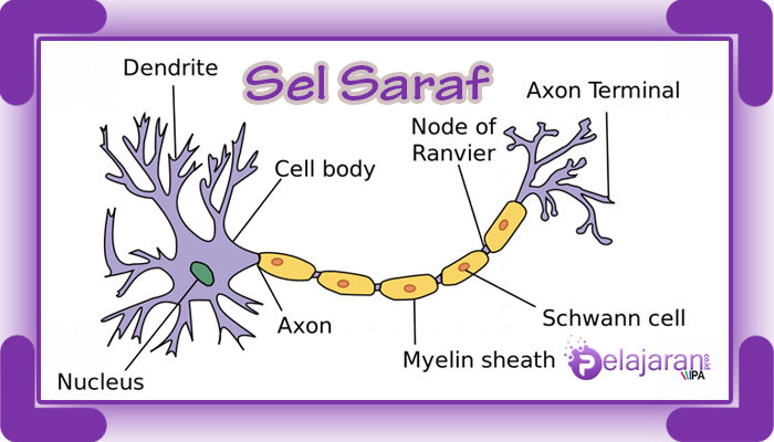 Detail Gambar Neuron Dan Penjelasanya Nomer 24