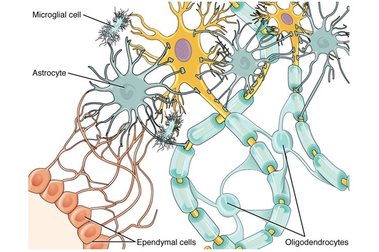 Detail Gambar Neuron Dan Penjelasanya Nomer 27