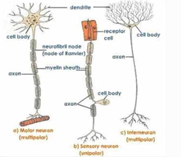 Detail Gambar Neuron Dan Penjelasanya Nomer 28