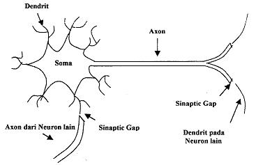 Detail Gambar Neuron Dan Penjelasanya Nomer 30
