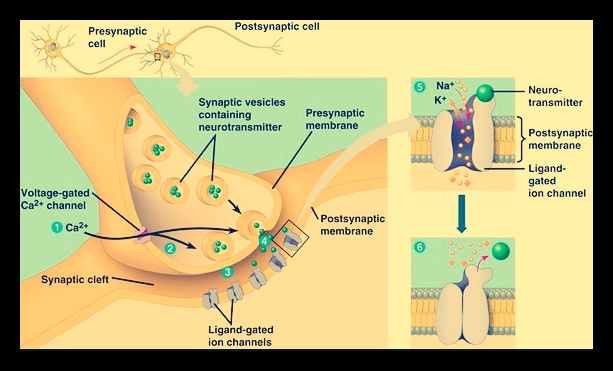 Detail Gambar Neuron Dan Penjelasanya Nomer 40