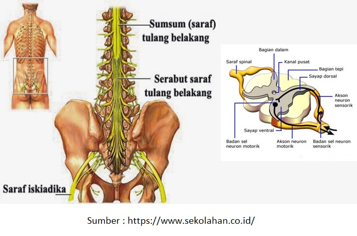 Detail Gambar Neuron Dan Penjelasanya Nomer 43