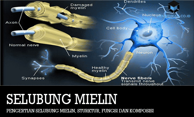 Detail Gambar Neuron Dan Penjelasanya Nomer 46