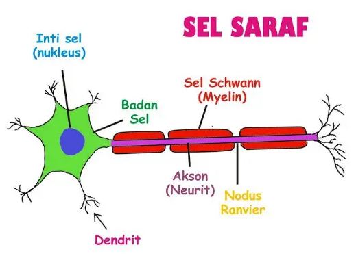 Detail Gambar Neuron Dan Penjelasanya Nomer 7