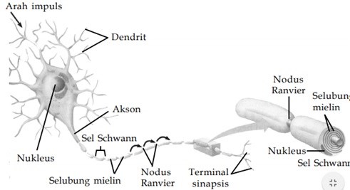 Detail Gambar Neuron Dan Penjelasanya Nomer 8