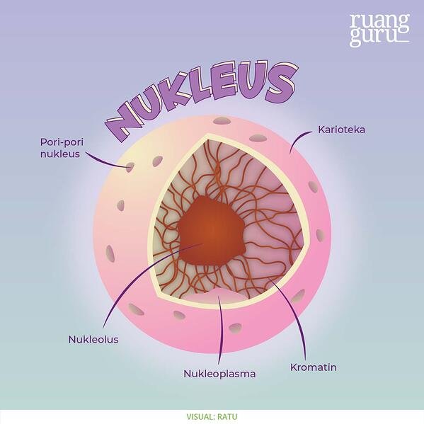 Detail Gambar Nukleus Dan Fungsinya Nomer 14