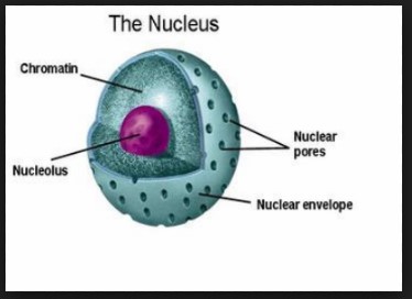 Detail Gambar Nukleus Dan Fungsinya Nomer 19