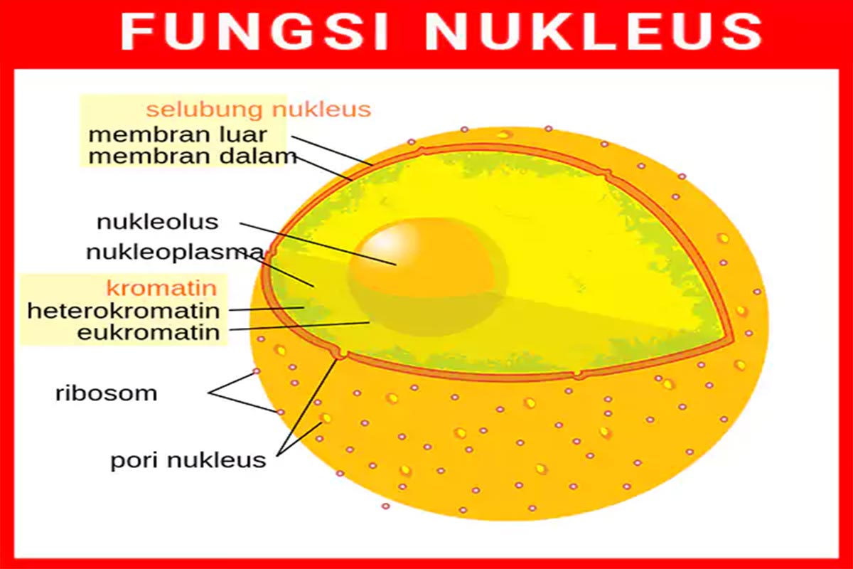 Detail Gambar Nukleus Dan Fungsinya Nomer 2