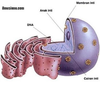 Detail Gambar Nukleus Dan Fungsinya Nomer 24