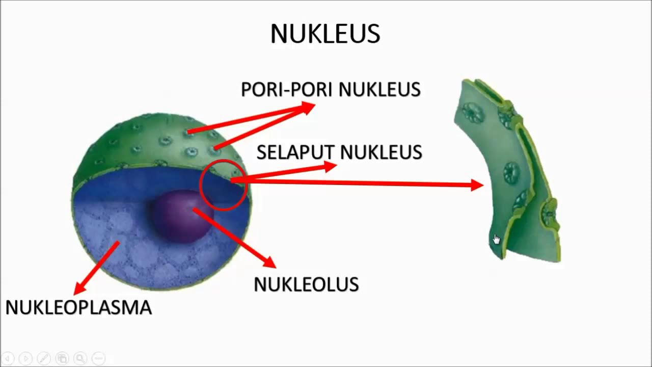 Detail Gambar Nukleus Dan Fungsinya Nomer 25