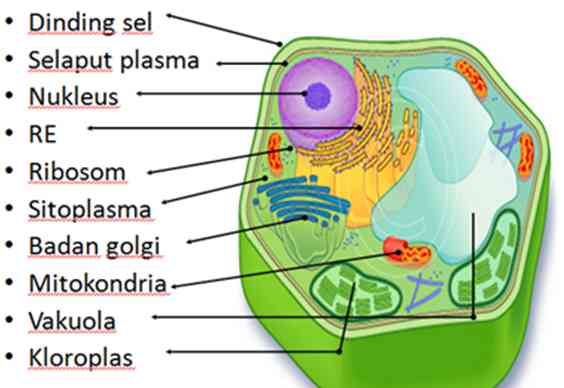 Detail Gambar Nukleus Dan Fungsinya Nomer 29