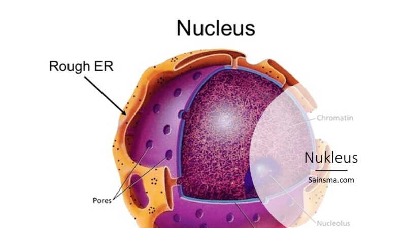 Detail Gambar Nukleus Dan Fungsinya Nomer 32