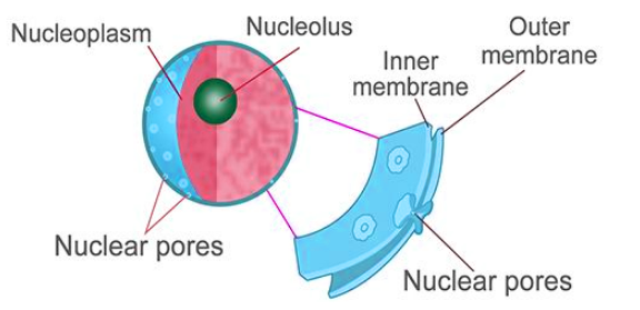 Detail Gambar Nukleus Dan Fungsinya Nomer 40