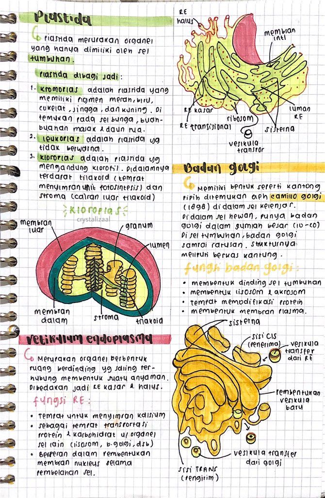 Detail Gambar Nukleus Dan Fungsinya Nomer 45