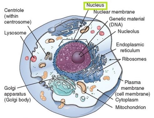 Detail Gambar Nukleus Dan Fungsinya Nomer 5