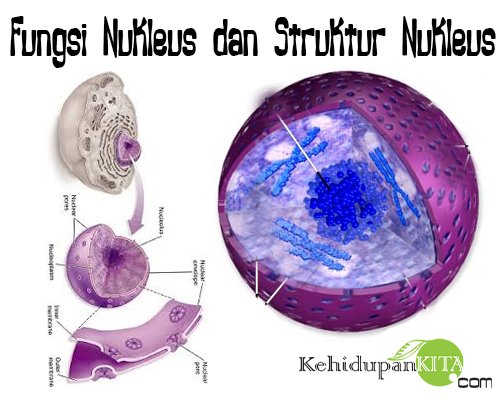 Detail Gambar Nukleus Dan Fungsinya Nomer 50