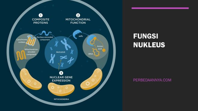 Detail Gambar Nukleus Dan Fungsinya Nomer 52