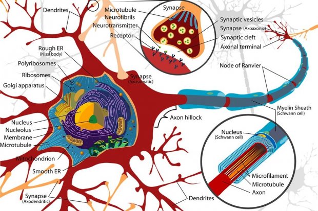 Detail Gambar Nukleus Dan Fungsinya Nomer 53