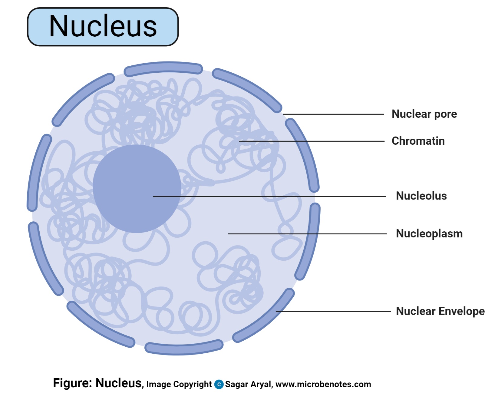 Detail Gambar Nukleus Dan Fungsinya Nomer 54