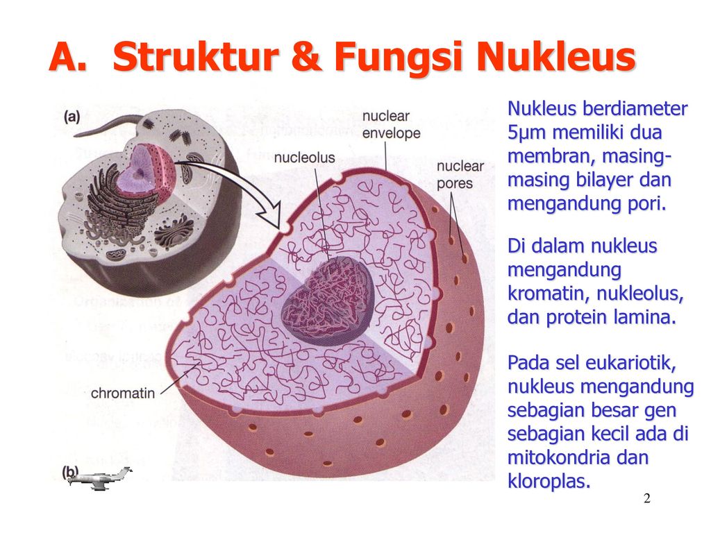 Detail Gambar Nukleus Dan Fungsinya Nomer 7