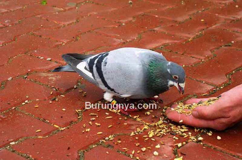 Detail Gambar Obat Alami Untuk Burung Merpati Nomer 31