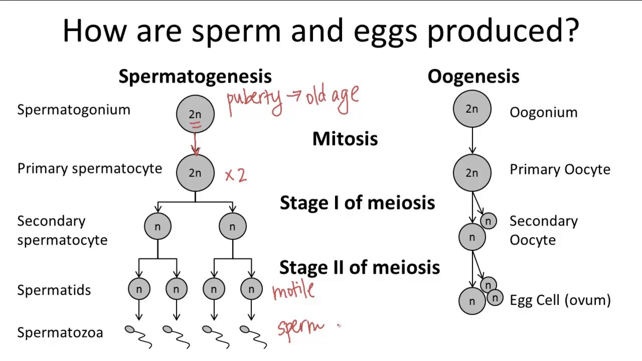 Gambar Oogenesis Dan Spermatogenesis - KibrisPDR