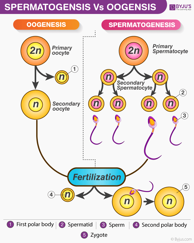 Detail Gambar Oogenesis Dan Spermatogenesis Nomer 2