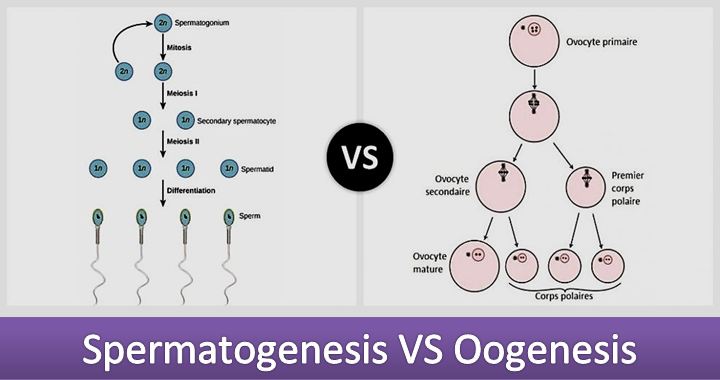 Detail Gambar Oogenesis Dan Spermatogenesis Nomer 12