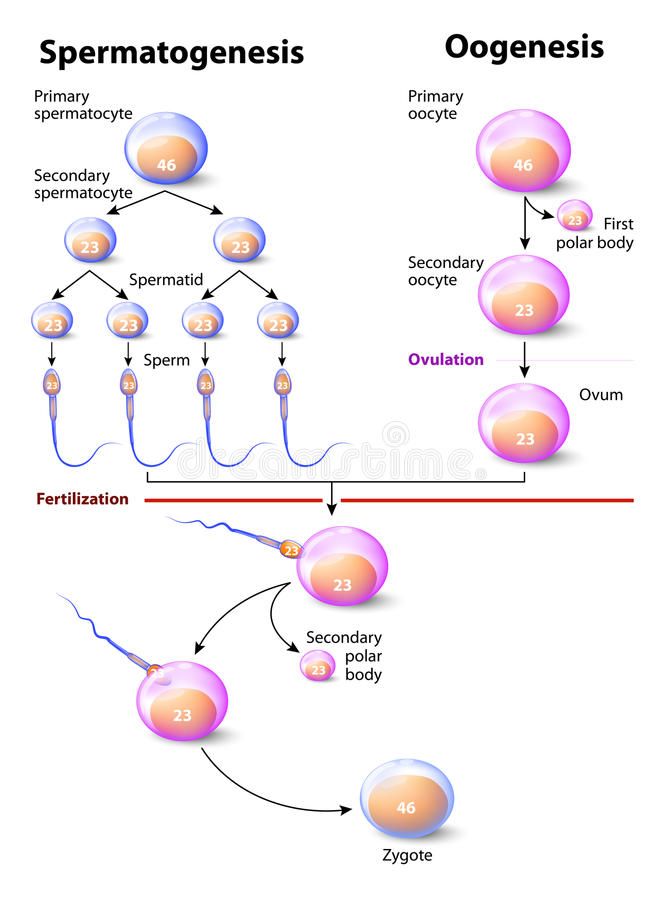 Detail Gambar Oogenesis Dan Spermatogenesis Nomer 18