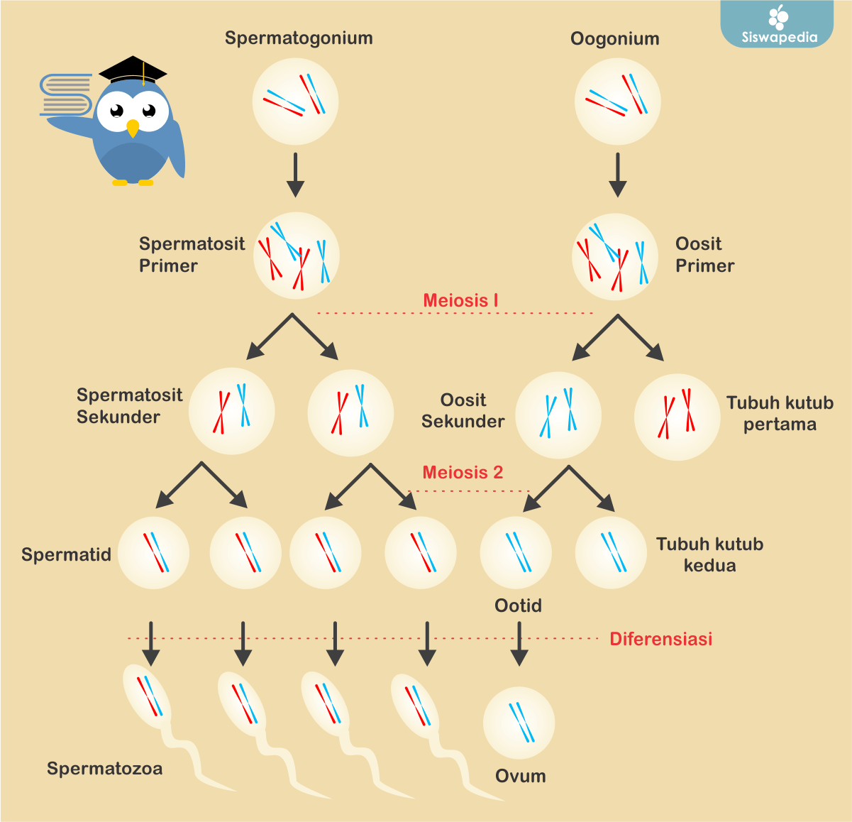 Detail Gambar Oogenesis Dan Spermatogenesis Nomer 3