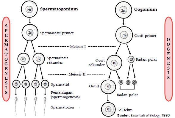 Detail Gambar Oogenesis Dan Spermatogenesis Nomer 20