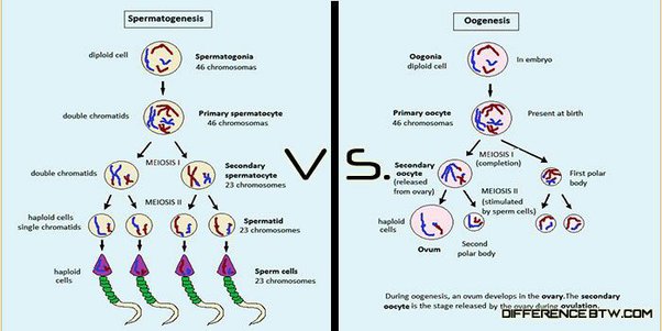 Detail Gambar Oogenesis Dan Spermatogenesis Nomer 23