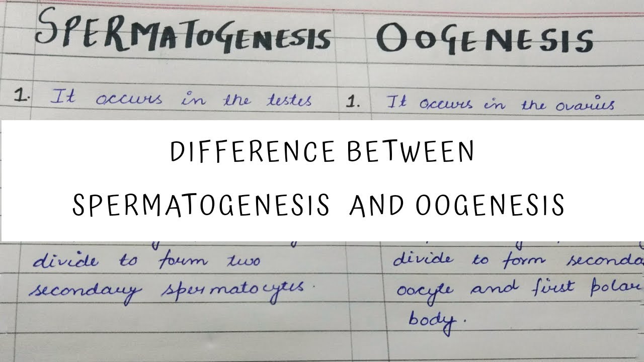 Detail Gambar Oogenesis Dan Spermatogenesis Nomer 25