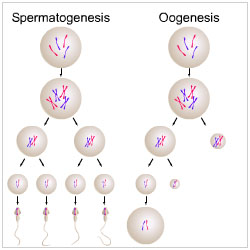 Detail Gambar Oogenesis Dan Spermatogenesis Nomer 27